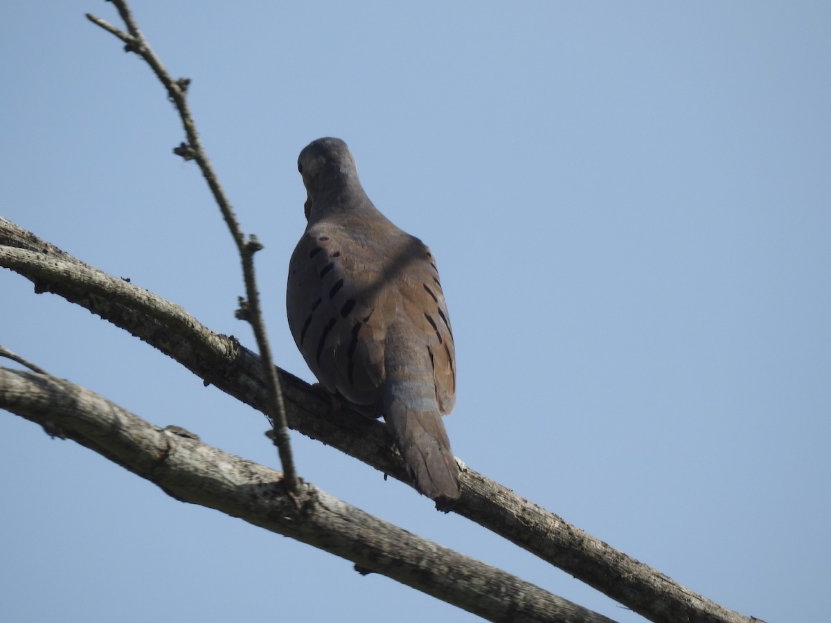 Ecuadorian Ground Dove - ML303315241