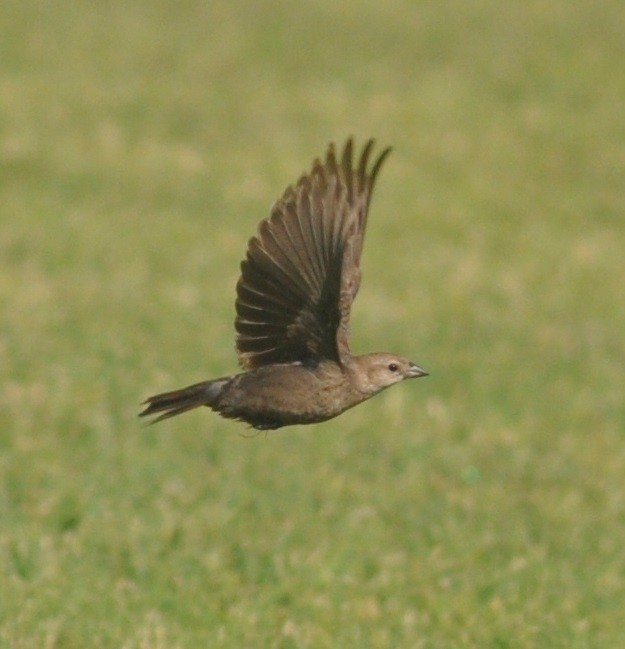Brown-headed Cowbird - M.K. McManus-Muldrow