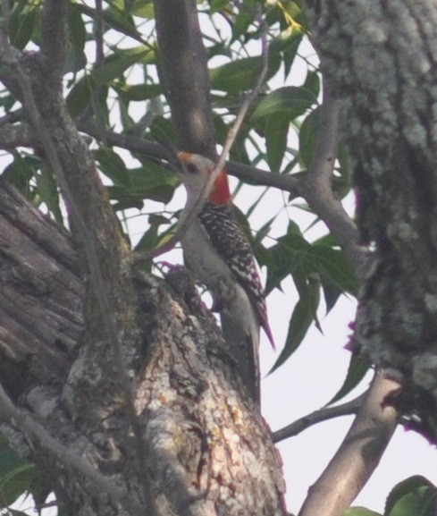 Red-bellied Woodpecker - ML30331701