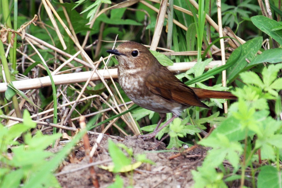Rufous-tailed Robin - ML303317111