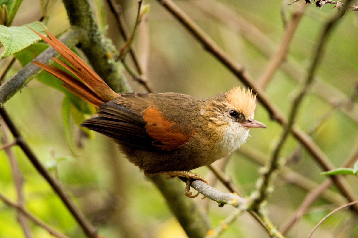 Creamy-crested Spinetail - ML303317691