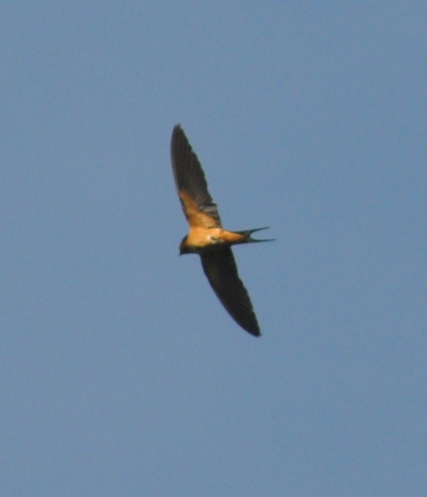 Barn Swallow - ML30331851