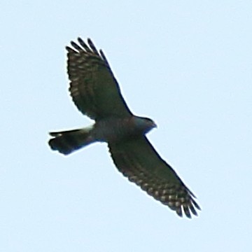Double-toothed Kite - ML303319281