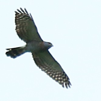 Double-toothed Kite - ML303319301