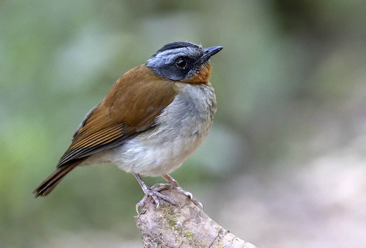 Red-throated Alethe - ML303322011