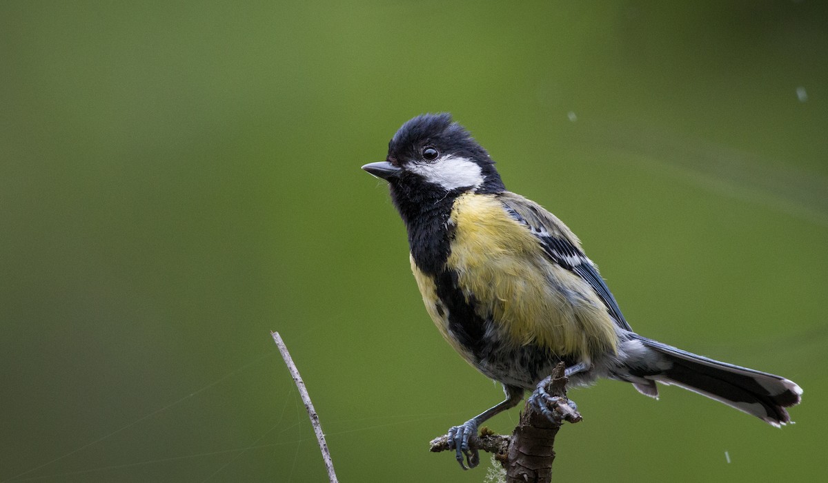 Green-backed Tit - ML30332211