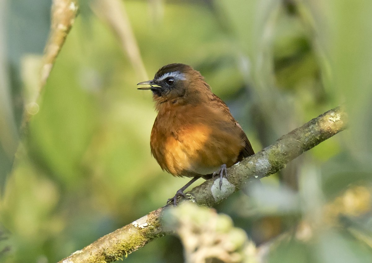 Archer's Robin-Chat - Daniel López-Velasco | Ornis Birding Expeditions