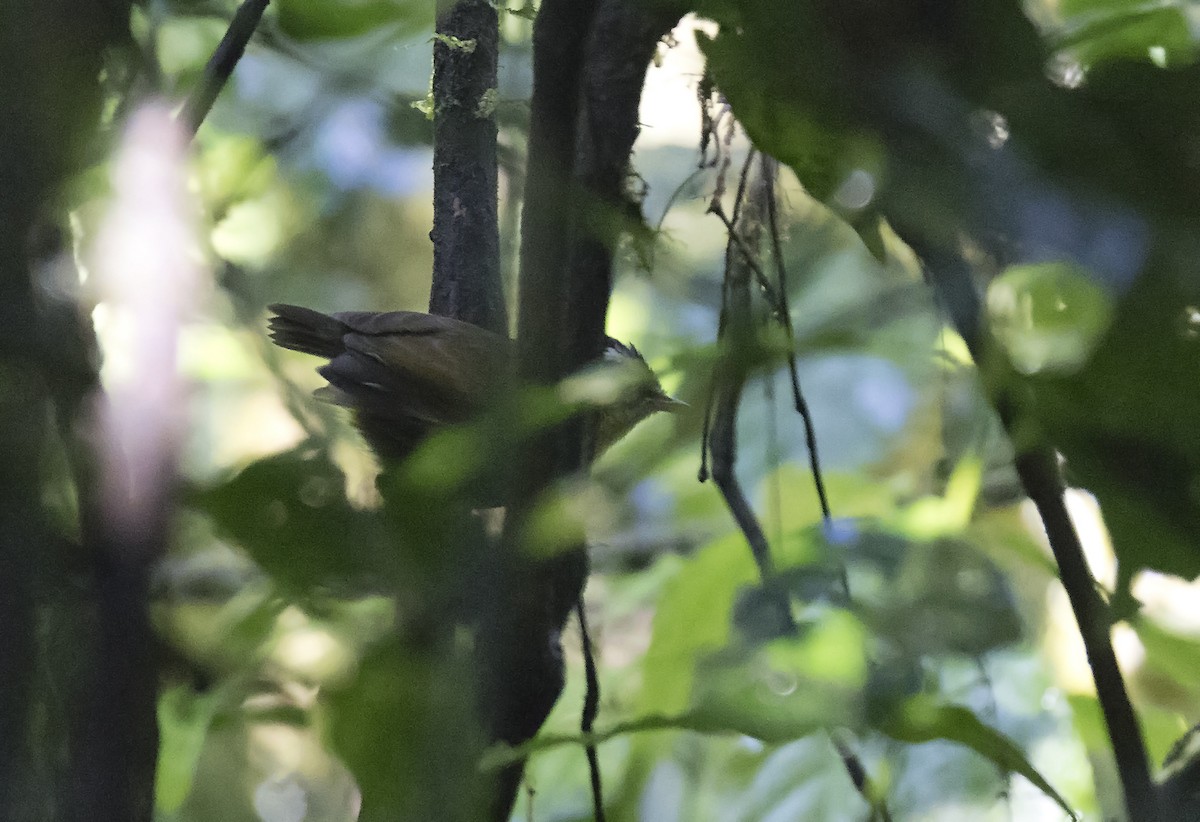 Neumann's Warbler - Daniel López-Velasco | Ornis Birding Expeditions