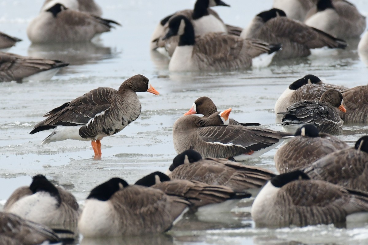 Greater White-fronted Goose - Tristan Herwood