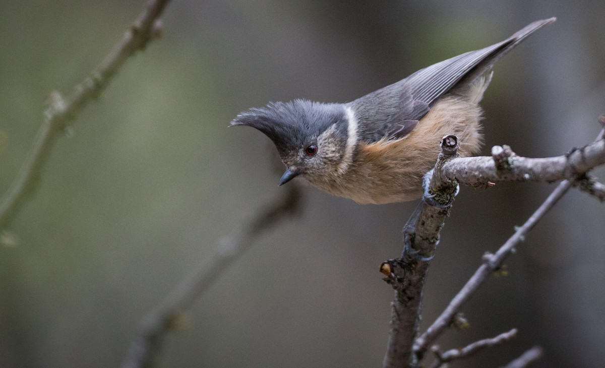 Gray-crested Tit - ML30332751
