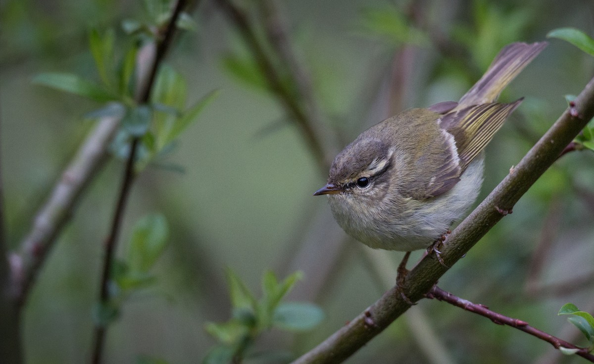 Hume's Warbler - ML30332781