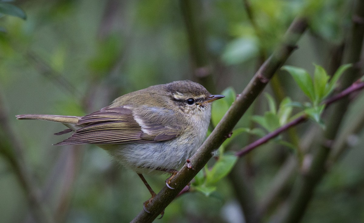 Hume's Warbler - ML30332791