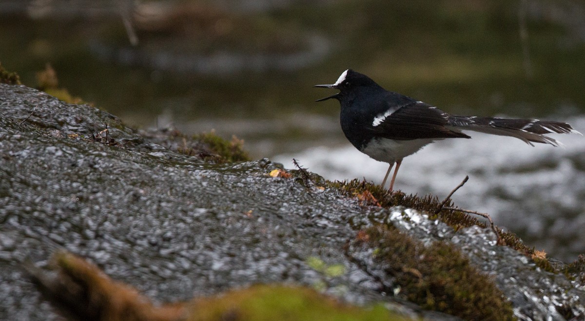White-crowned Forktail - ML30333081