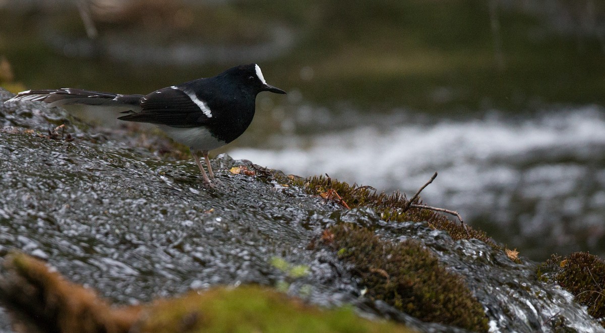 White-crowned Forktail - ML30333091