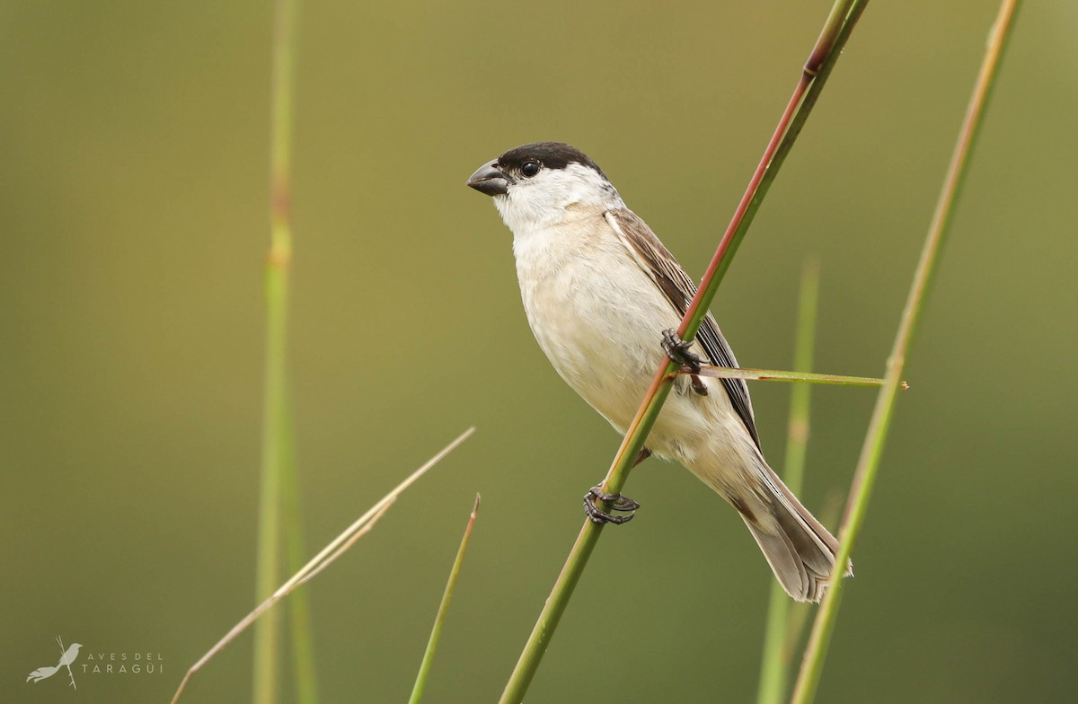 Pearly-bellied Seedeater - ML303331851