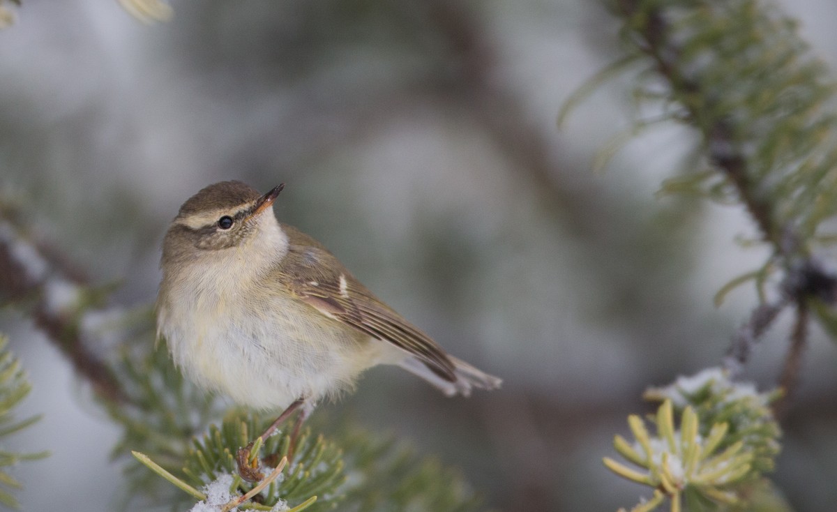 Hume's Warbler - ML30333231