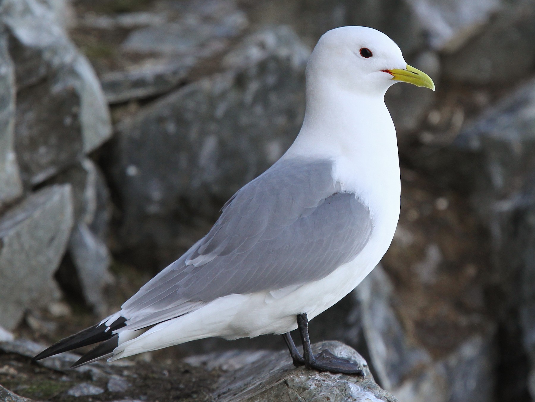 Black-legged Kittiwake - Christoph Moning