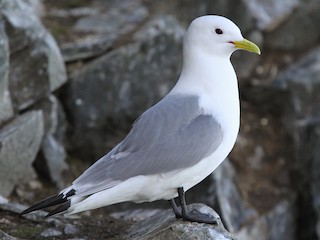  - Black-legged Kittiwake (tridactyla)