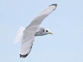  - Black-legged Kittiwake