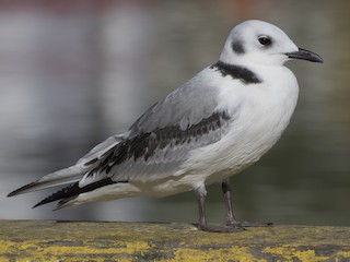  - Black-legged Kittiwake