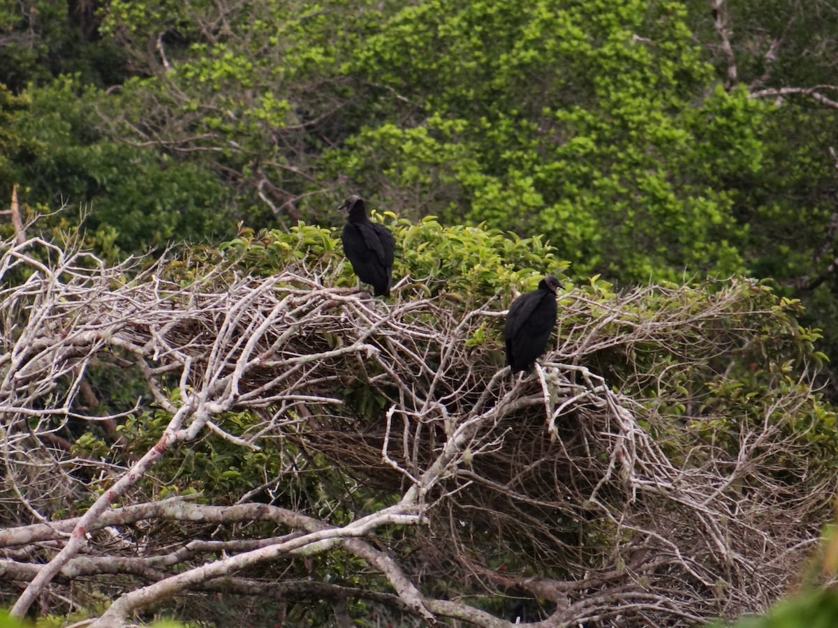 Black Vulture - Rudi Laps