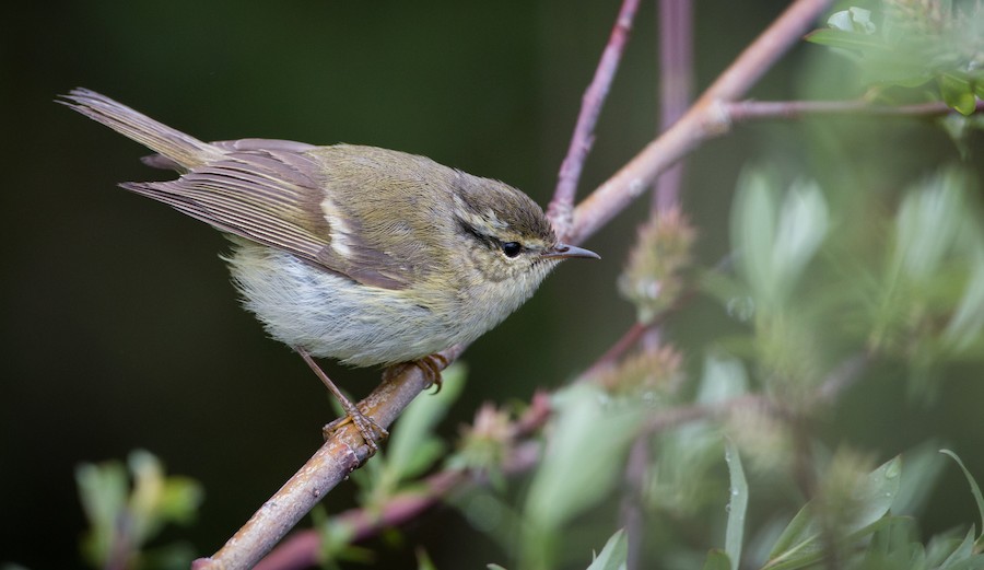 Phylloscopus warbler sp. - eBird