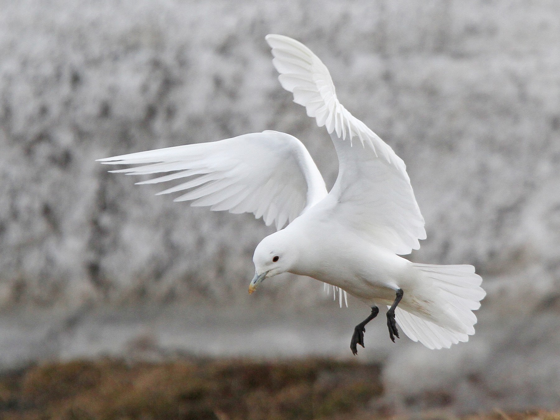 Ivory Gull - Christoph Moning