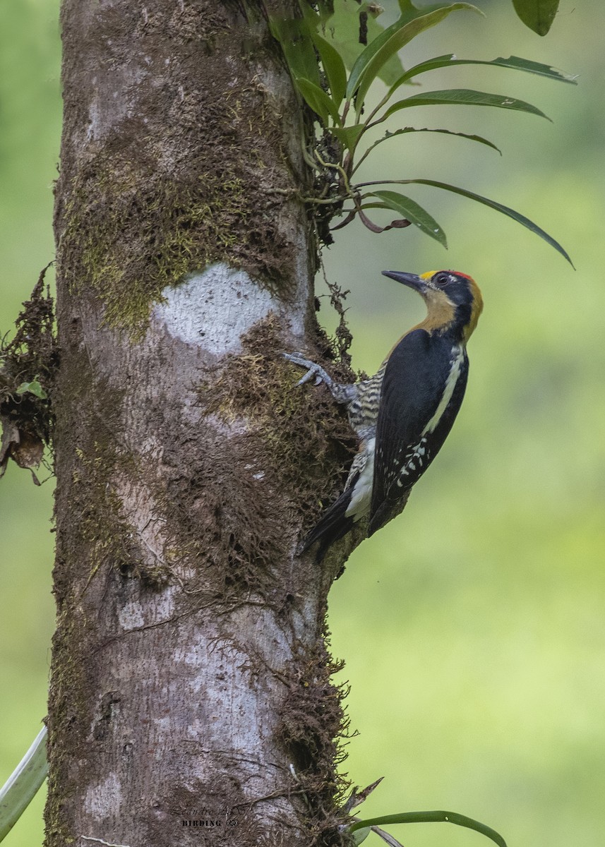 Golden-naped Woodpecker - ML303337081