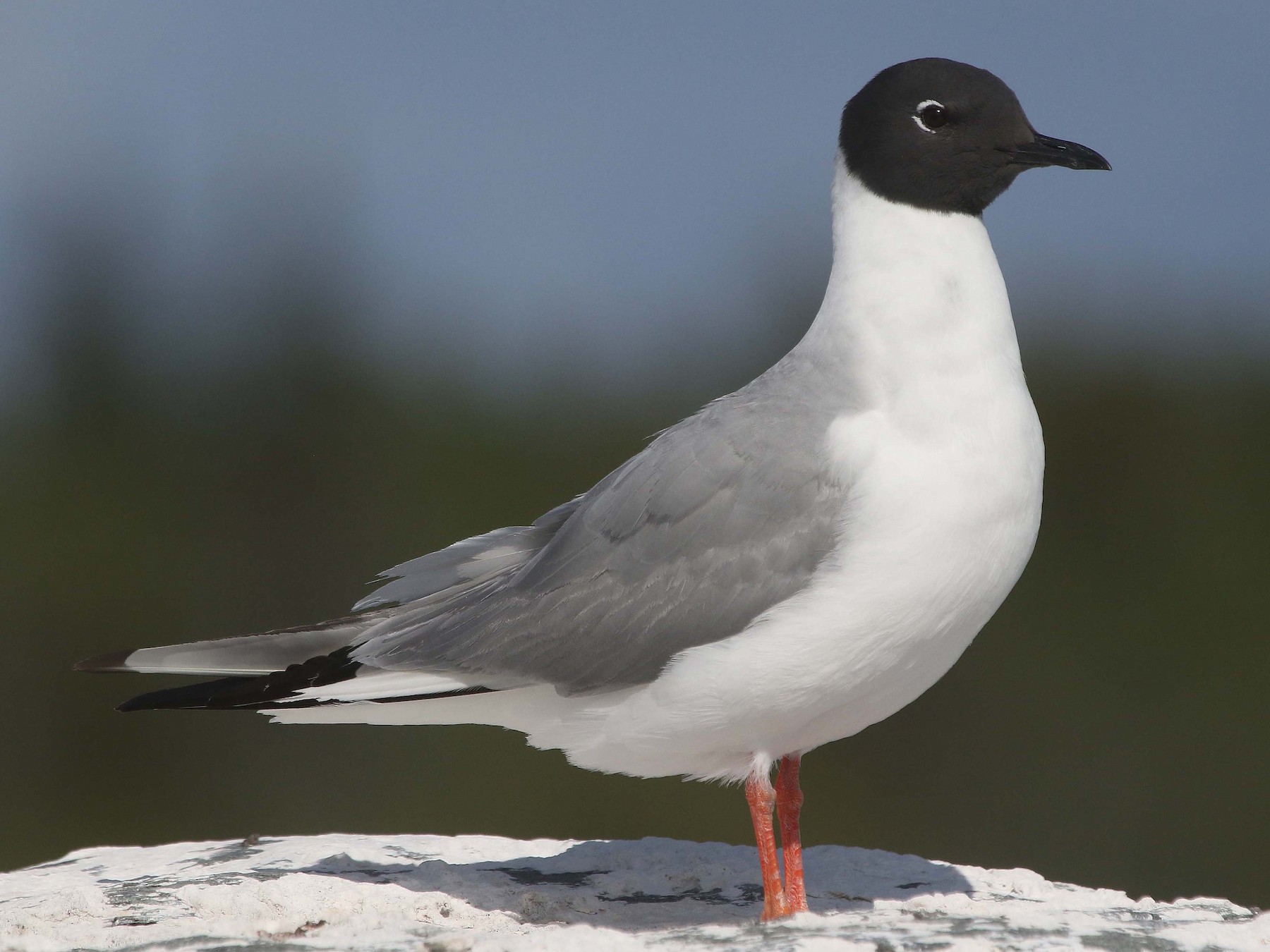 Bonaparte's Gull - Jim Sims