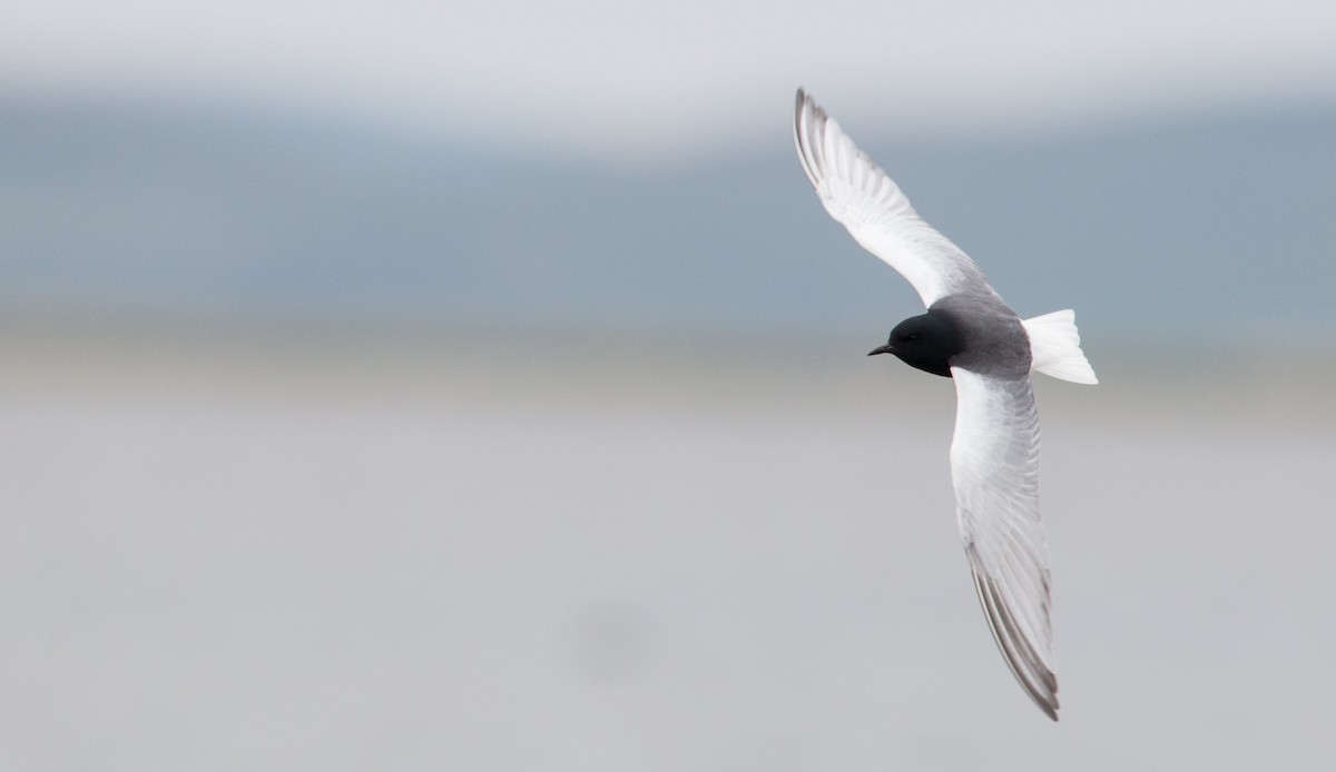 White-winged Tern - ML30334061