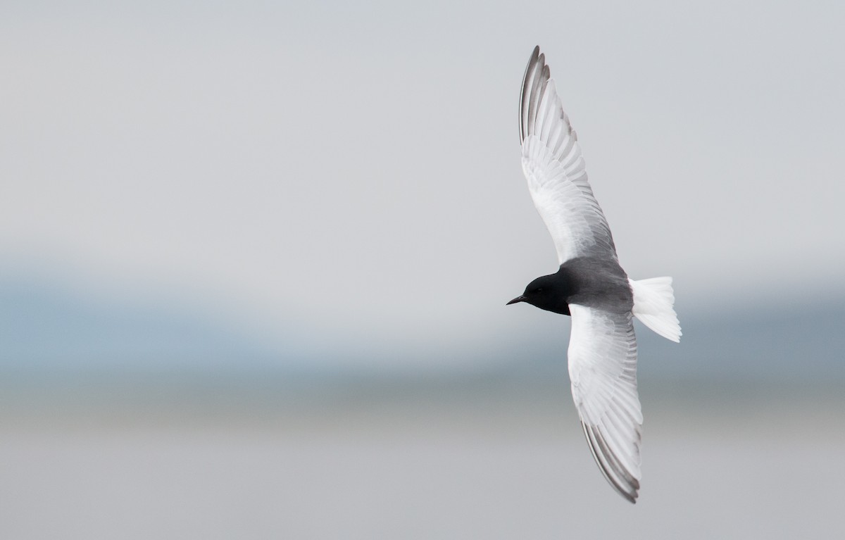 White-winged Tern - ML30334071