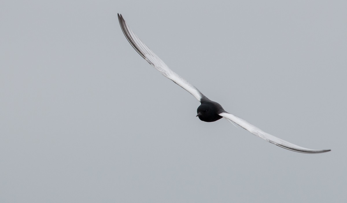 White-winged Tern - ML30334081