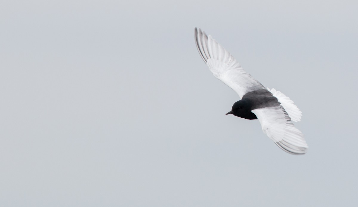 White-winged Tern - ML30334101
