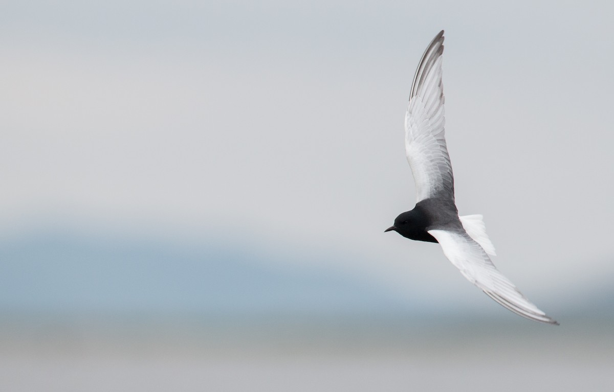White-winged Tern - ML30334111