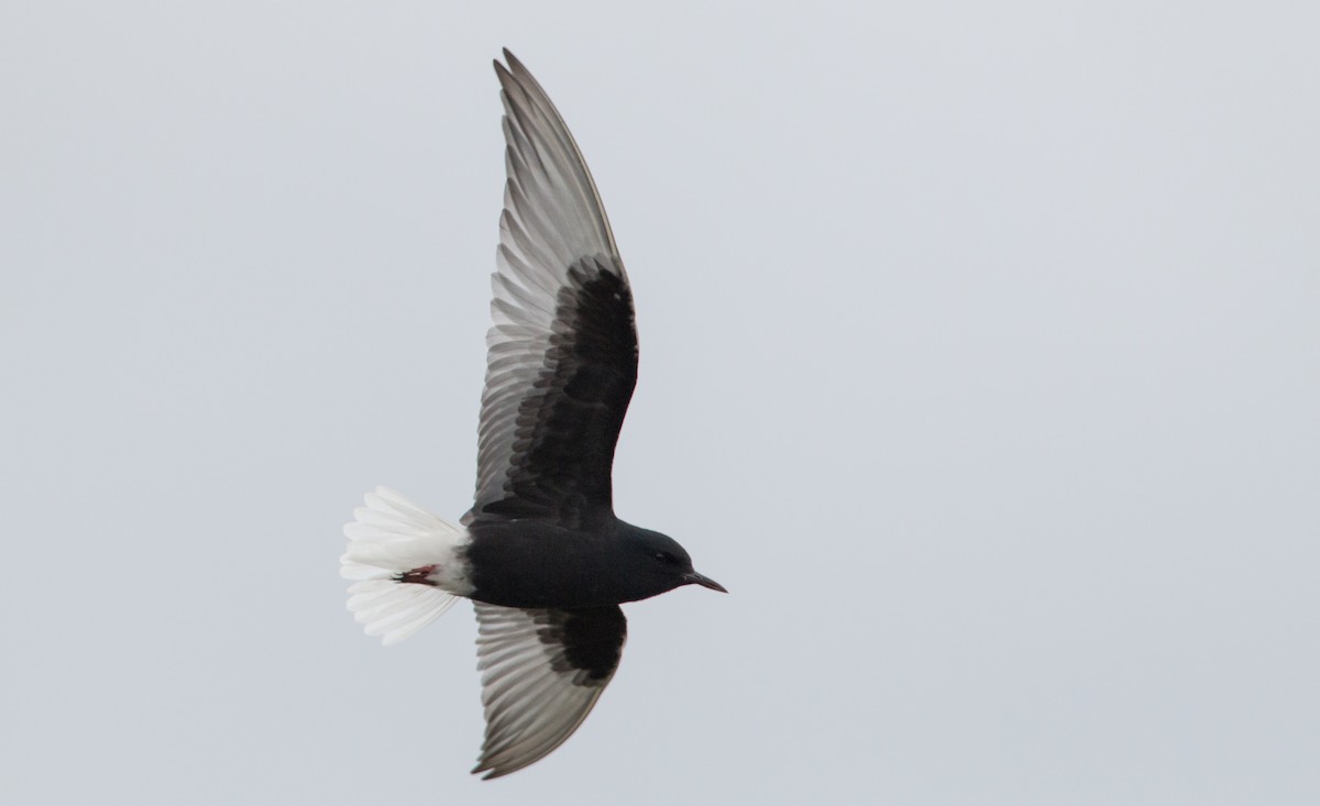 White-winged Tern - ML30334131