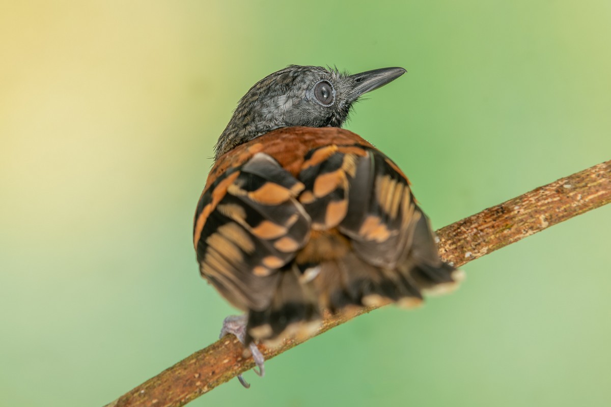 Spotted Antbird - ML303342401
