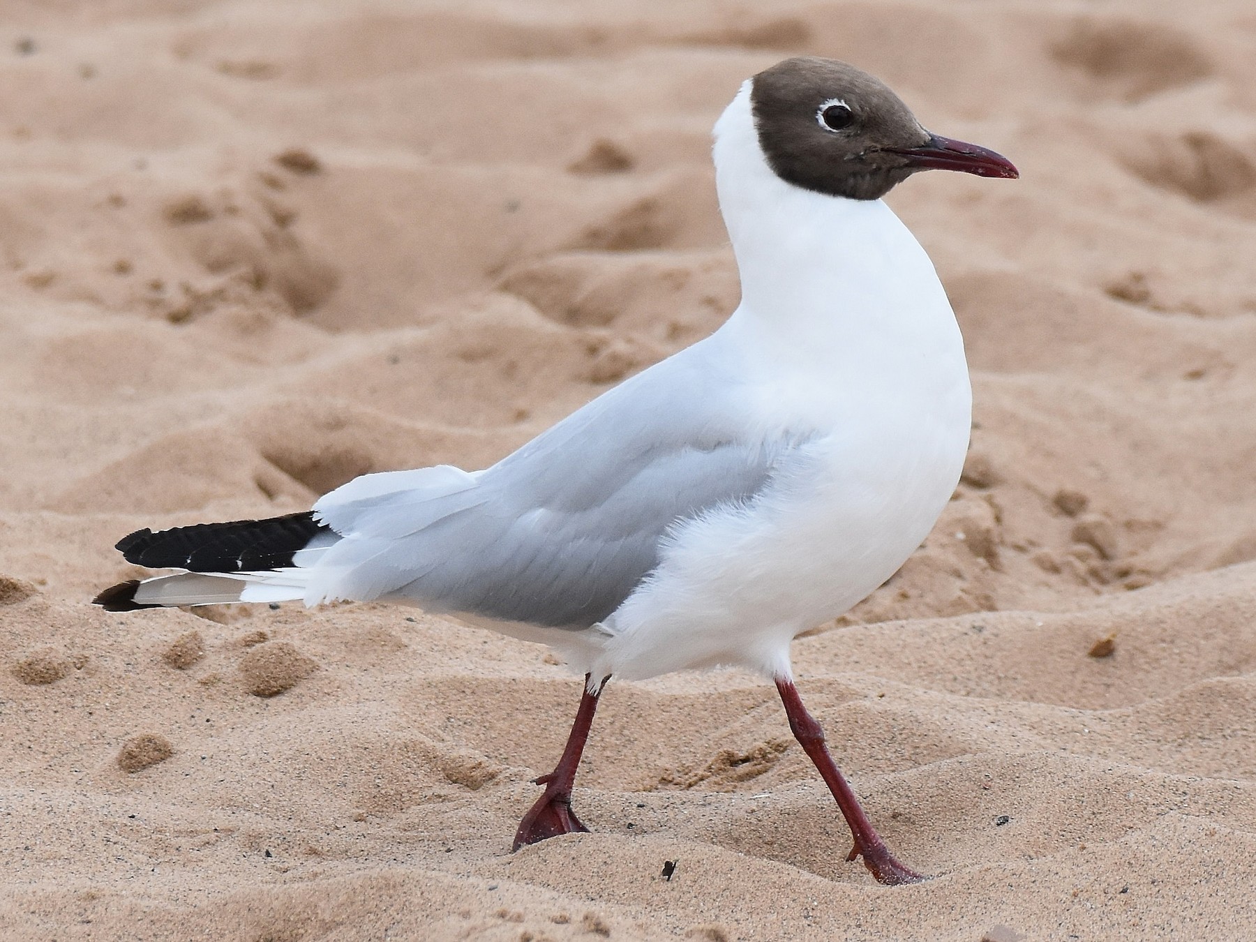 Black Headed Gull Profile Seagull Facts Range Migration BirdBaron