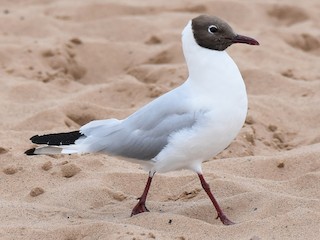 ユリカモメ - eBird