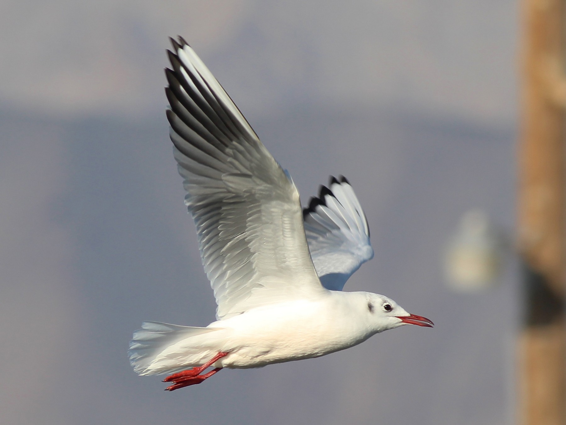 Black-headed Gull - Nicole Desnoyers