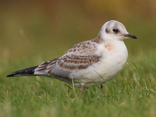 Juvenile - Davey Walters - ML303342711