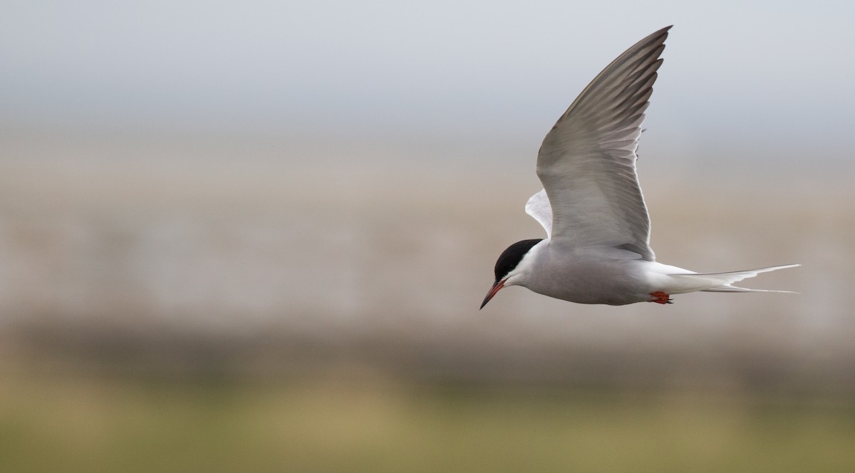 Common Tern (hirundo/tibetana) - Ian Davies