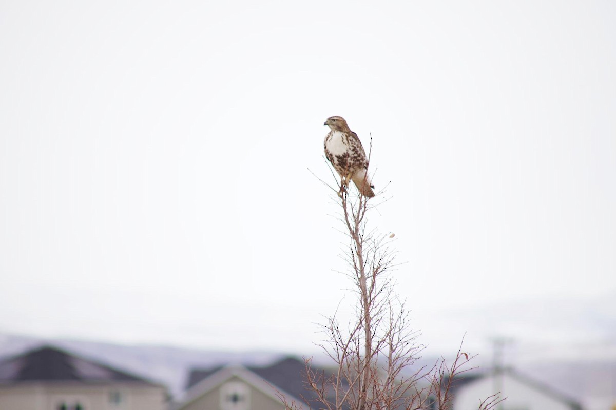 Red-tailed Hawk - Tanner Liddle