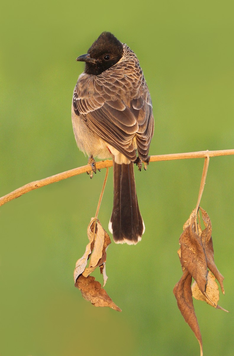 Red-vented Bulbul - ML303345591
