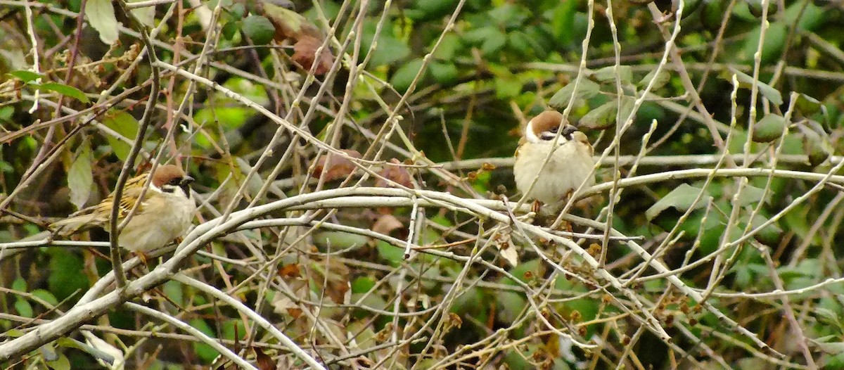 Eurasian Tree Sparrow - ML303348811