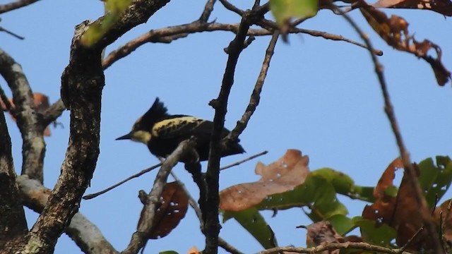 Heart-spotted Woodpecker - ML303349681