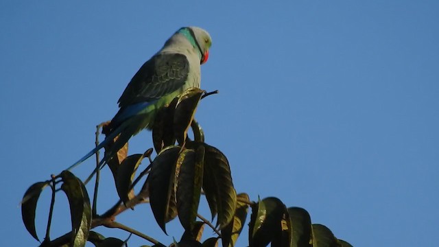 Malabar Yeşil Papağanı - ML303350241
