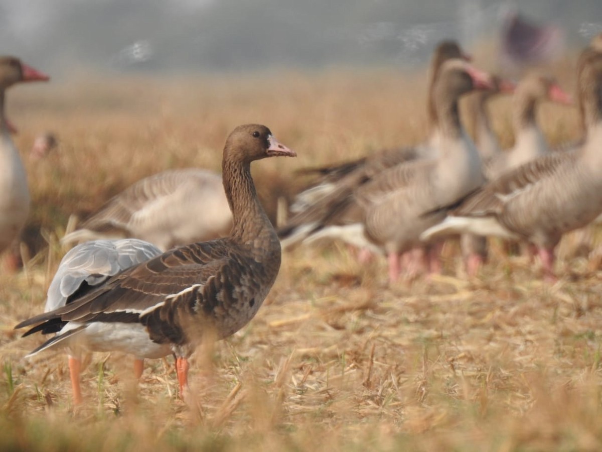 Lesser White-fronted Goose - Prabhu Thakker