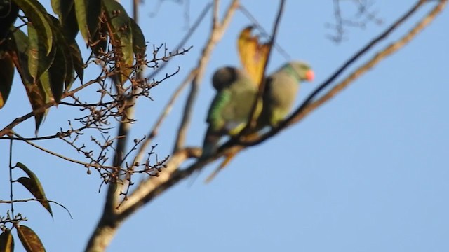 Malabar Yeşil Papağanı - ML303351531
