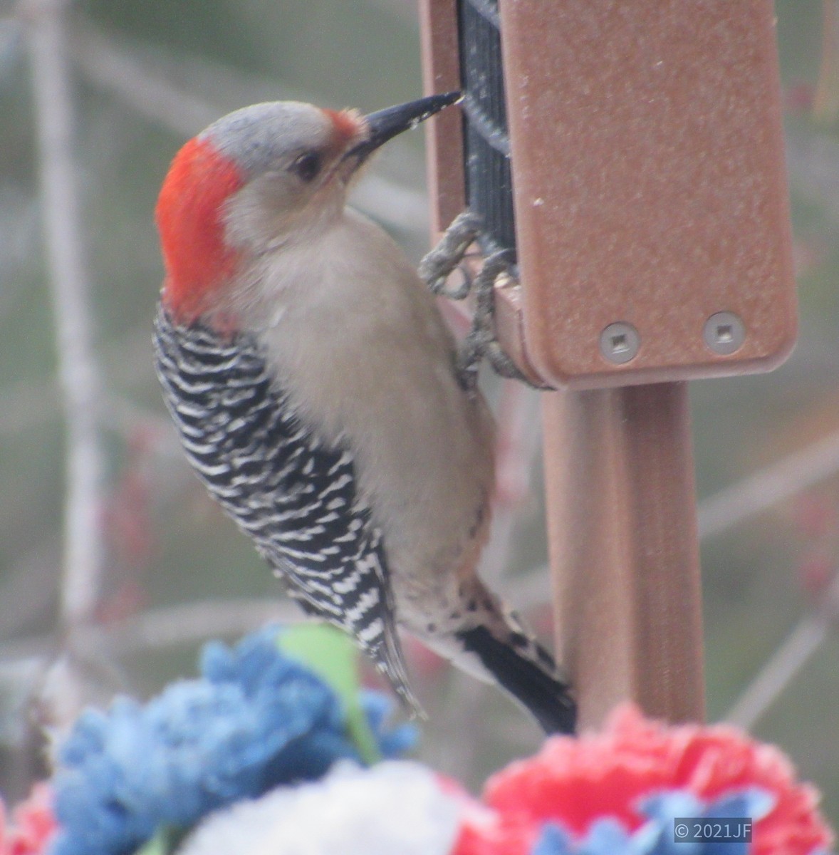 Red-bellied Woodpecker - ML303352541