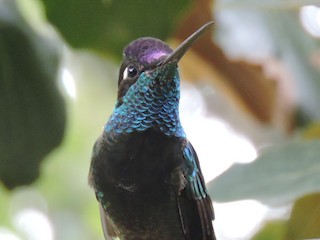  - Rivoli's Hummingbird